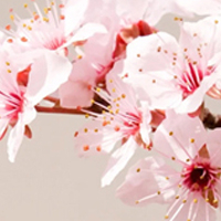 Spring Bouquet - Весенний букет